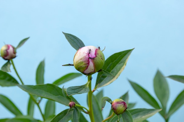 Zwarte tuinmieren die nectar op pioenknop eten.