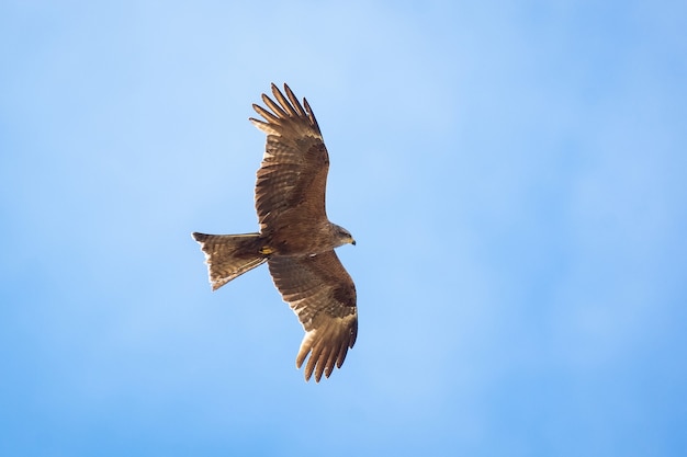 Zwarte vlieger (milvus migrans) die in blauwe hemel vliegt