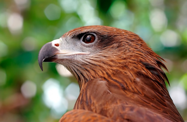 Zwarte vlieger Pariah vlieger Milvus migrans Prachtige vogels van Thailand