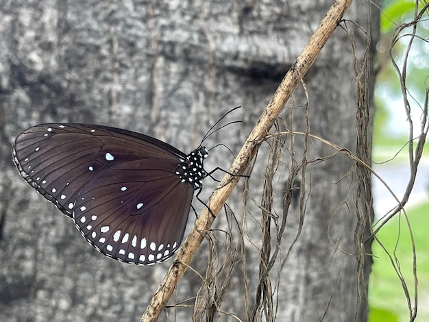 zwarte vlinder in de natuur