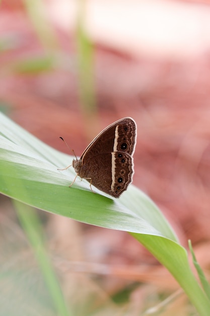 Zwarte vlinder op bruin groen blad