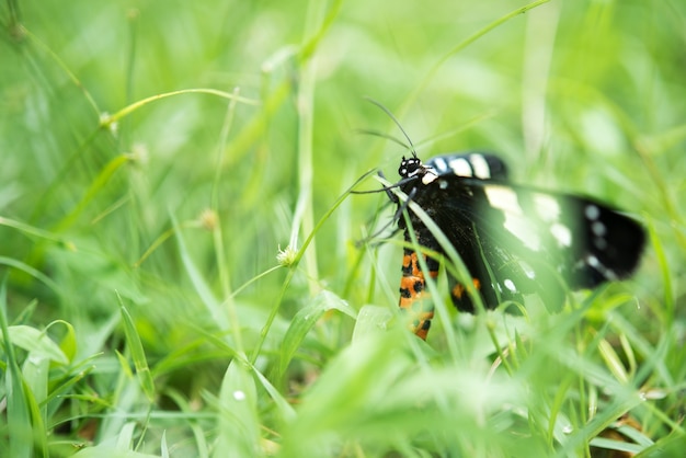 Zwarte vlinder op groen gras