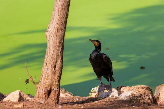 Zwarte vogel aalscholver zit trots op een steen