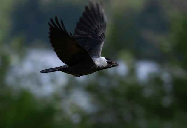 Foto zwarte vogel die buiten vliegt