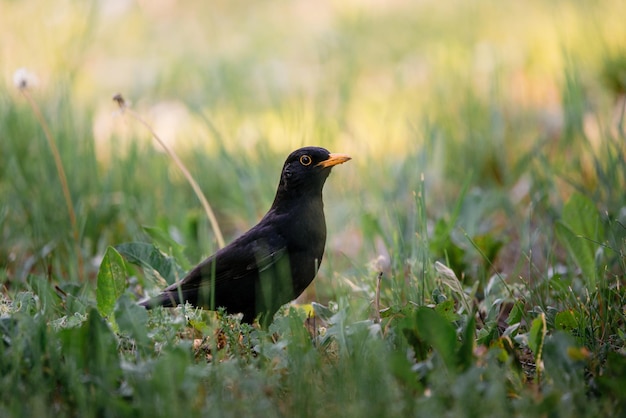 Zwarte vogel die op een grasveld zit