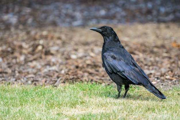 Zwarte vogel die op een grasveld zit