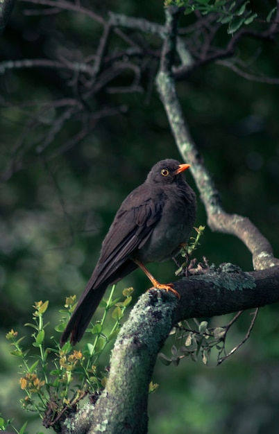 Zwarte vogel die op een tak zit