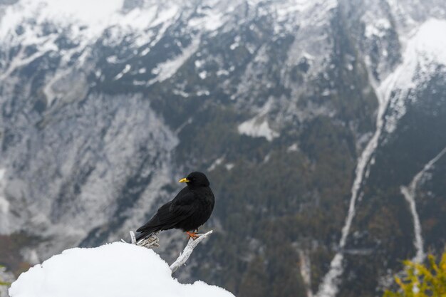 Foto zwarte vogel een alpine chough die op een tak in de bergen zit