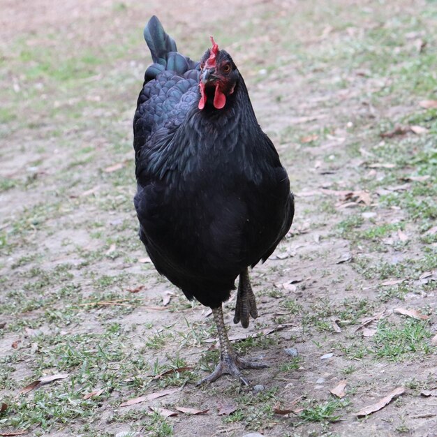 Foto zwarte vogel op een veld