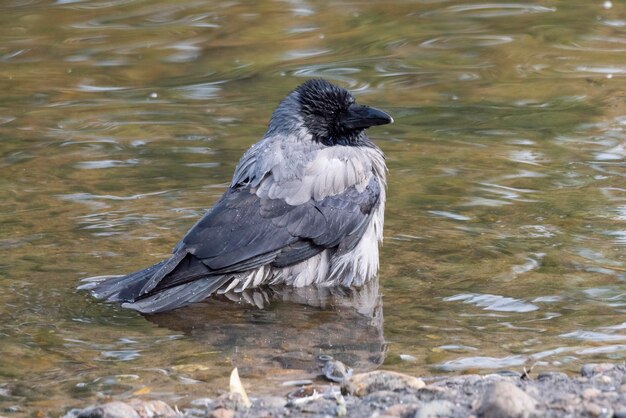 Zwarte vogelkraai badend in het meer