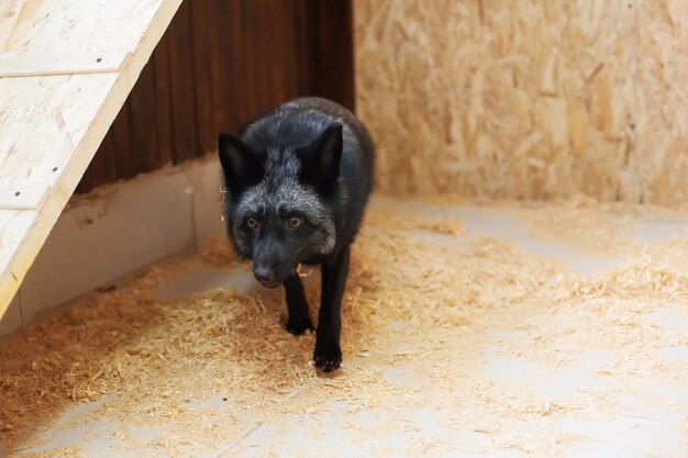 Zwarte vos in contact dierentuin. huisdieren op de boerderij.