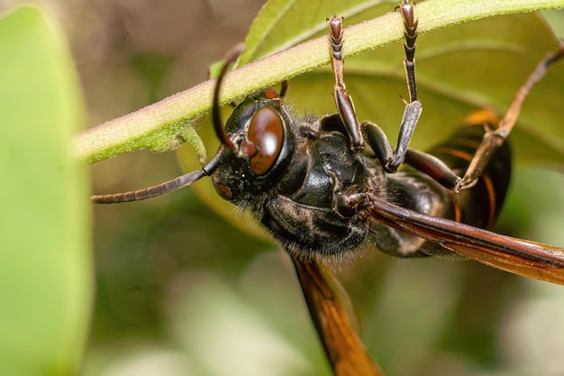 zwarte wesp insect close-up macro premium foto