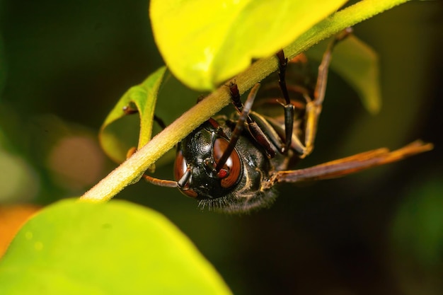 zwarte wesp insect close-up macro premium foto