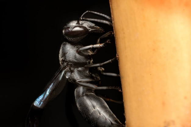 Foto zwarte wesp met blauwe vleugels die op de bamboepaal bijten