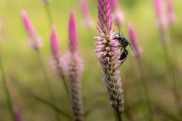 zwarte wesp op grasbloemen