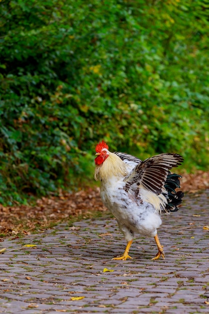 Zwarte witte kip op de weg