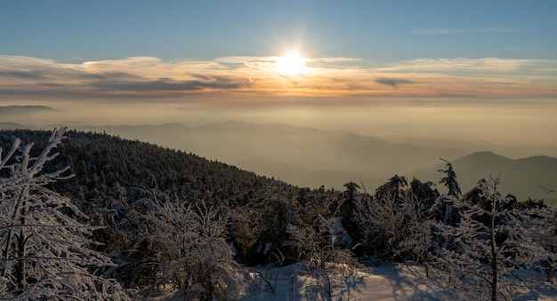 Zwarte Woud Zonsondergang in een winterlandschap Panoramisch uitzicht