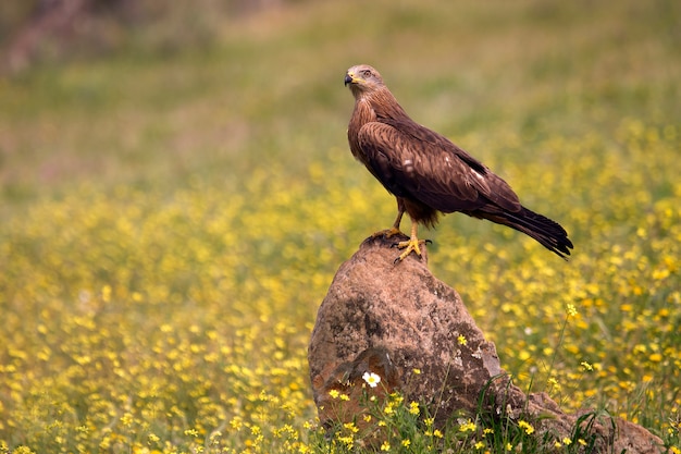 Zwarte wouw, vogels, valk, Milvus migrans