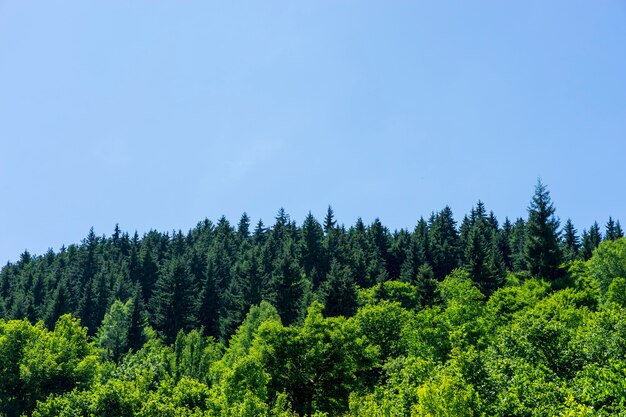 Zwarte zee-kalkoen en groen dennenboslandschap met blauwe bewolkte hemel