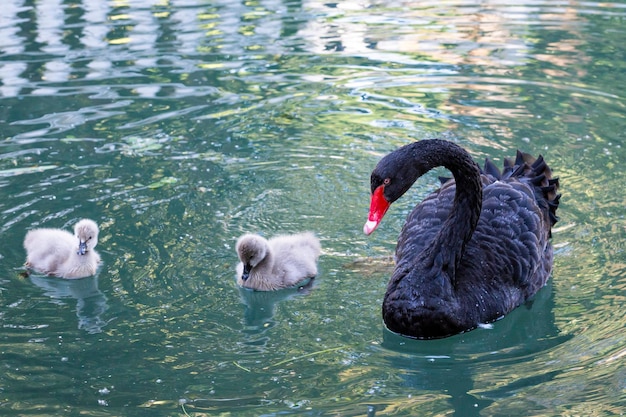 Zwarte zwaan met kuikens op het meer op een zonnige lentedag