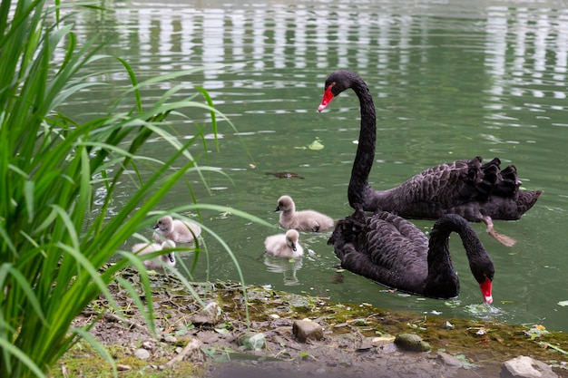 Zwarte zwaan met kuikens op het meer op een zonnige lentedag