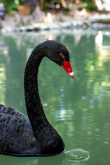 Zwarte zwaanvogel zwemt op het meer