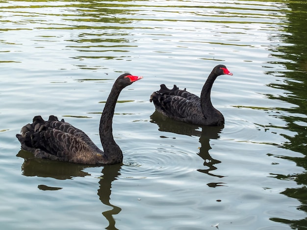 Zwarte zwanen cygnus atratus zwemmen op een meer