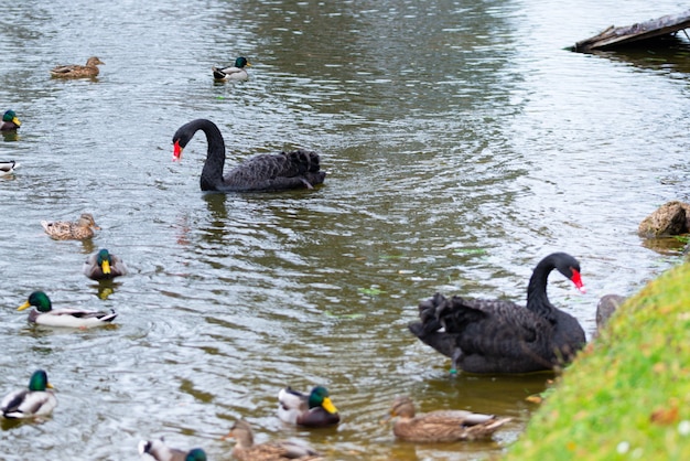 Zwarte zwanen zwemmen in de vijver