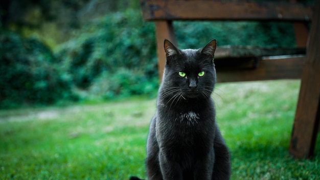 Foto zwarte zwerfkat met groene ogen, zittend op het gras in het park.