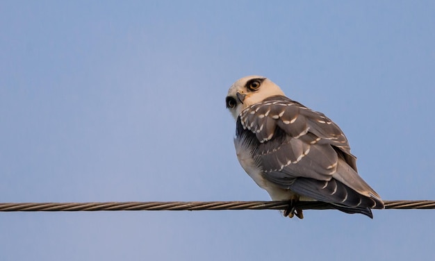 Zwartgeschouderde vlieger op elektrische draden met blauwe lucht