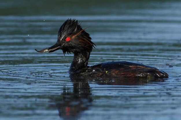 Zwarthalsfuut Podiceps nigricollis