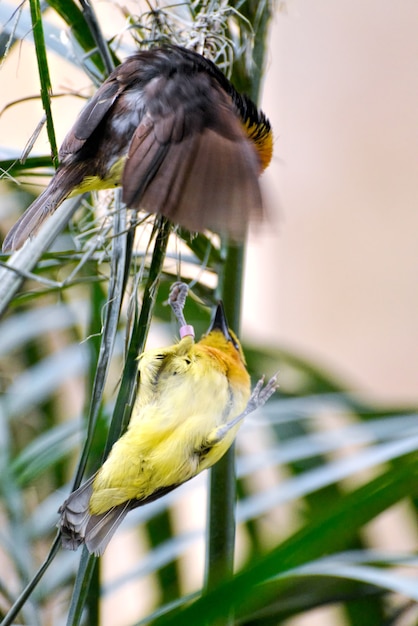 Foto zwarthalswever (ploceus nigricollis)