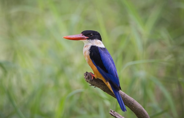 Zwartkapijsvogel