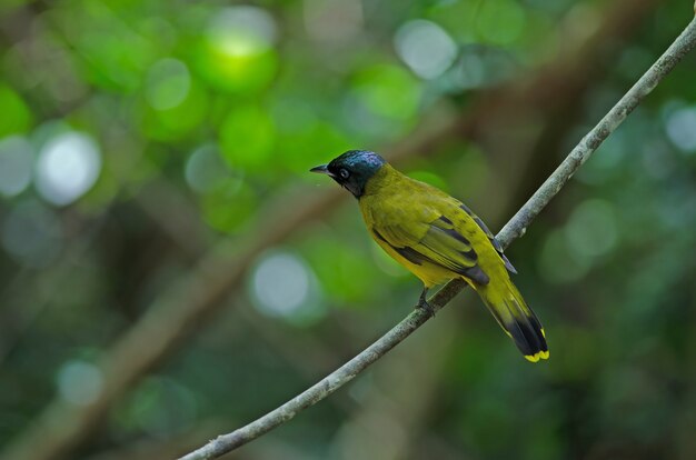 Zwartkop Bulbul, Pycnonotus atriceps