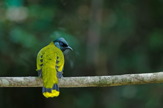 Zwartkop Bulbul, Pycnonotus atriceps