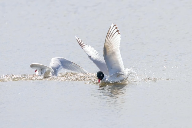 Zwartkopmeeuw die op het water drijft