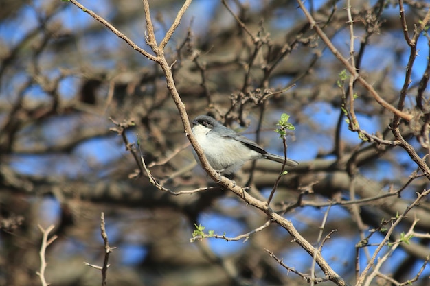 zwartkopzangervogel