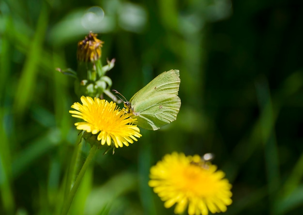 Zwavelvlinder Gonepteryx rhamni op een gele zomerbloem Moskou regio Rusland