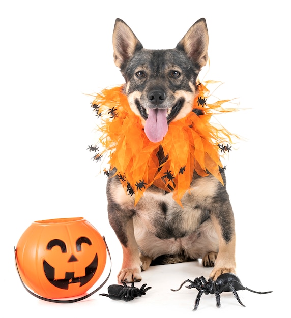 Zweedse vallhund in studio