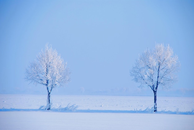 Zwei verschneite und vereiste weisse baeume in der winterlandschaft