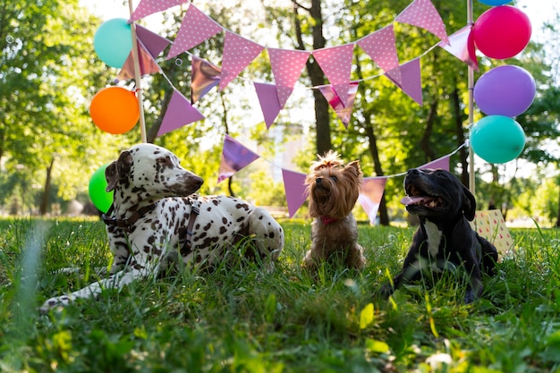 Foto zwembad verjaardagsfeestje voor honden