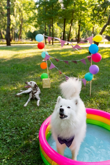 Foto zwembad verjaardagsfeestje voor honden