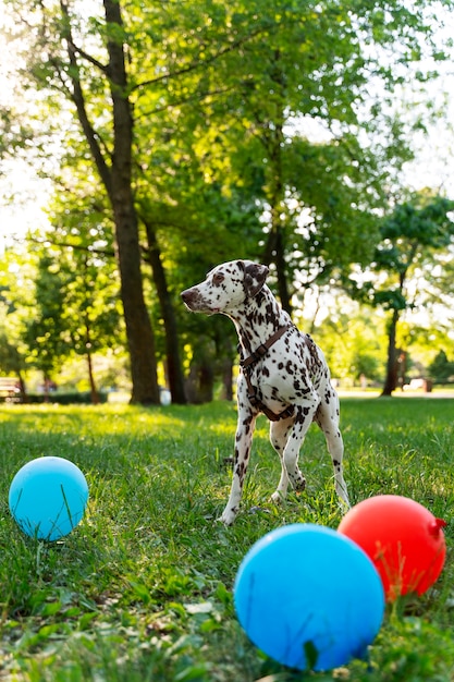 Zwembad verjaardagsfeestje voor honden