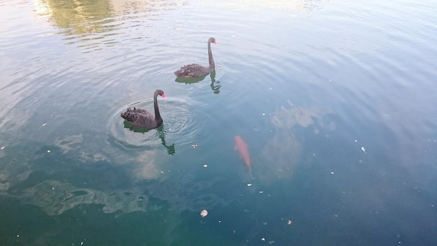 Foto zwemmen in het meer.