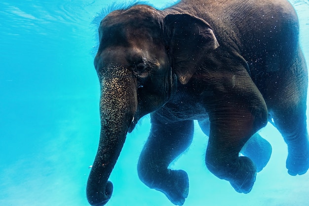 Zwemmende olifant onderwater. Grote olifant