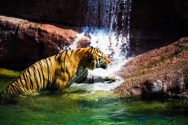 Foto zwemmende tijger