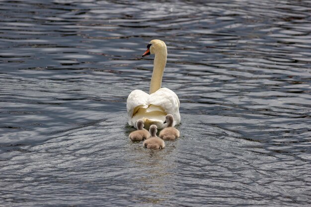 Foto zwemzwanenfamilie met een oude en drie jonge zwanen