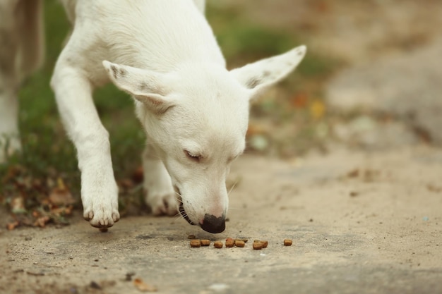 Zwerfhond die buiten eet