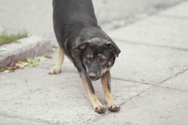 Foto zwerfhond die buiten loopt