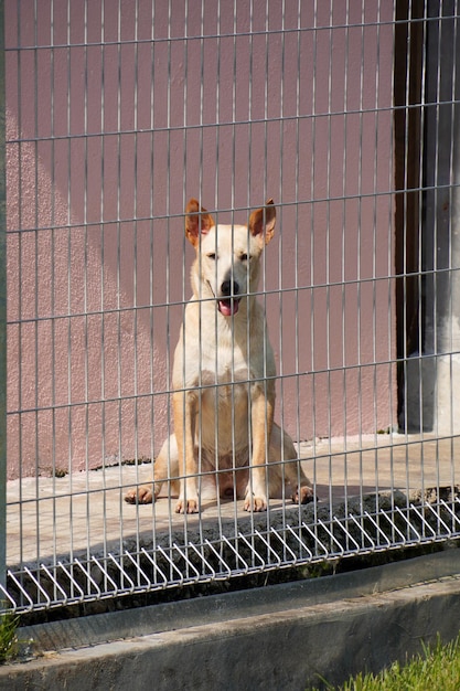 Zwerfhond die in een vreemde houding zit